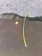 090223.lost _daffodil.v1_t.gif
